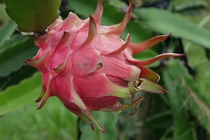 Dragon Fruit Benefits and Method of Use Top benefits of Dragon fruit and method of use